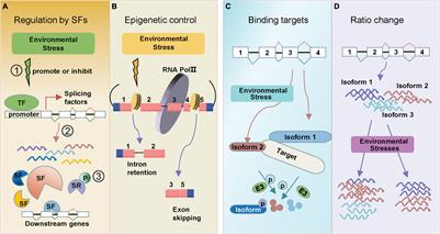 Rapid Regulation of Alternative Splicing in Response to Environmental Stresses